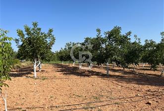 Denizli Çal Merkez Tokiler' de İmara Yakın Satılık Cevizlik - 2 - 313532