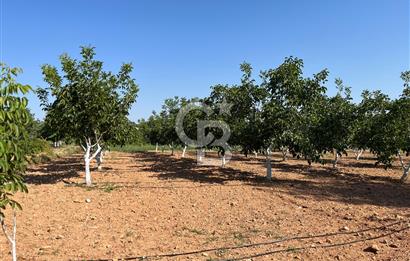 Denizli Çal Merkez Tokiler' de İmara Yakın Satılık Cevizlik