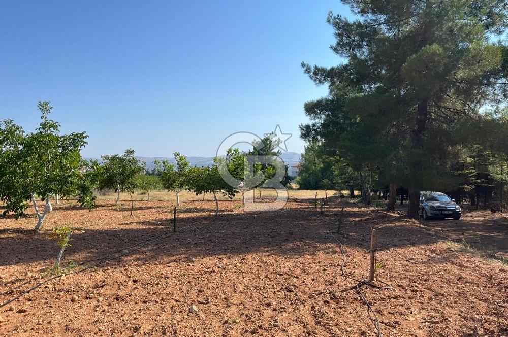 Denizli Çal Merkez Tokiler' de İmara Yakın Satılık Cevizlik