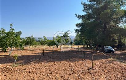 Denizli Çal Merkez Tokiler' de İmara Yakın Satılık Cevizlik