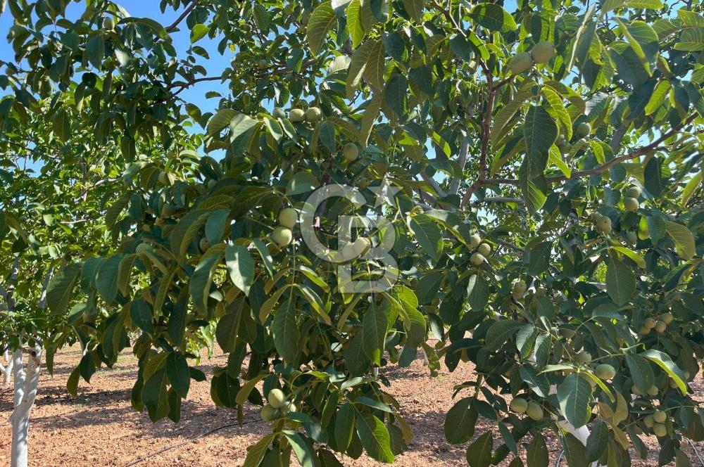 Denizli Çal Merkez Tokiler' de İmara Yakın Satılık Cevizlik