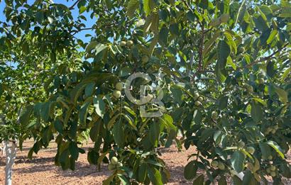 Denizli Çal Merkez Tokiler' de İmara Yakın Satılık Cevizlik