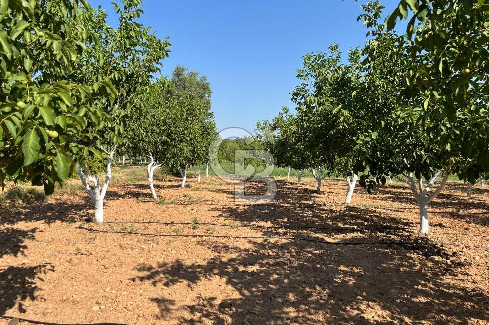 Denizli Çal Merkez Tokiler' de İmara Yakın Satılık Cevizlik