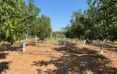Denizli Çal Merkez Tokiler' de İmara Yakın Satılık Cevizlik