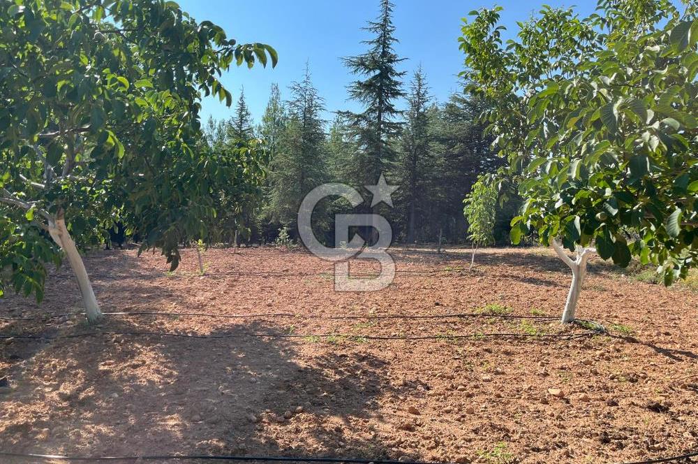 Denizli Çal Merkez Tokiler' de İmara Yakın Satılık Cevizlik