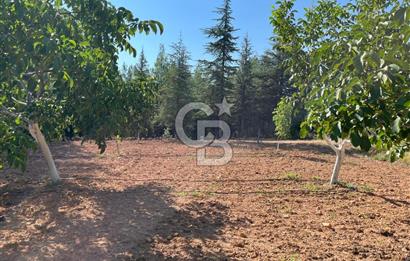 Denizli Çal Merkez Tokiler' de İmara Yakın Satılık Cevizlik