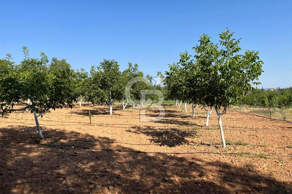 Denizli Çal Merkez Tokiler' de İmara Yakın Satılık Cevizlik