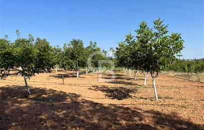 Denizli Çal Merkez Tokiler' de İmara Yakın Satılık Cevizlik