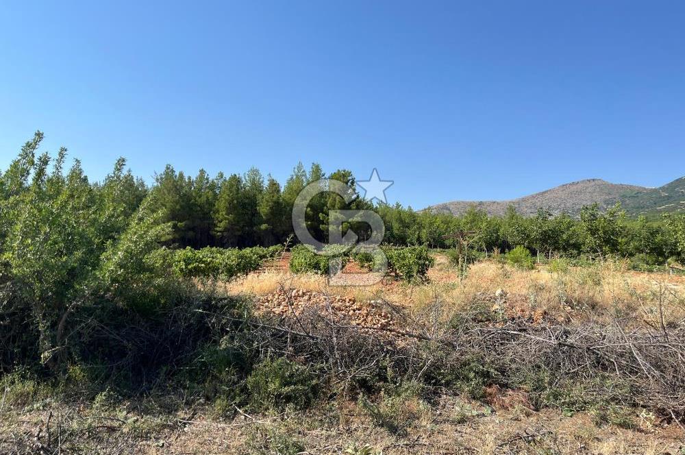 Denizli Çal Merkez'de Çiftlik yapımına Uygun Satılık Arazi