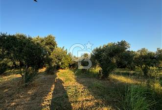 İZMİR TORBALI MÜKEMMEL ZEYTİNLİK ARAZİ ACİL MİRAS PAYLAŞIMI