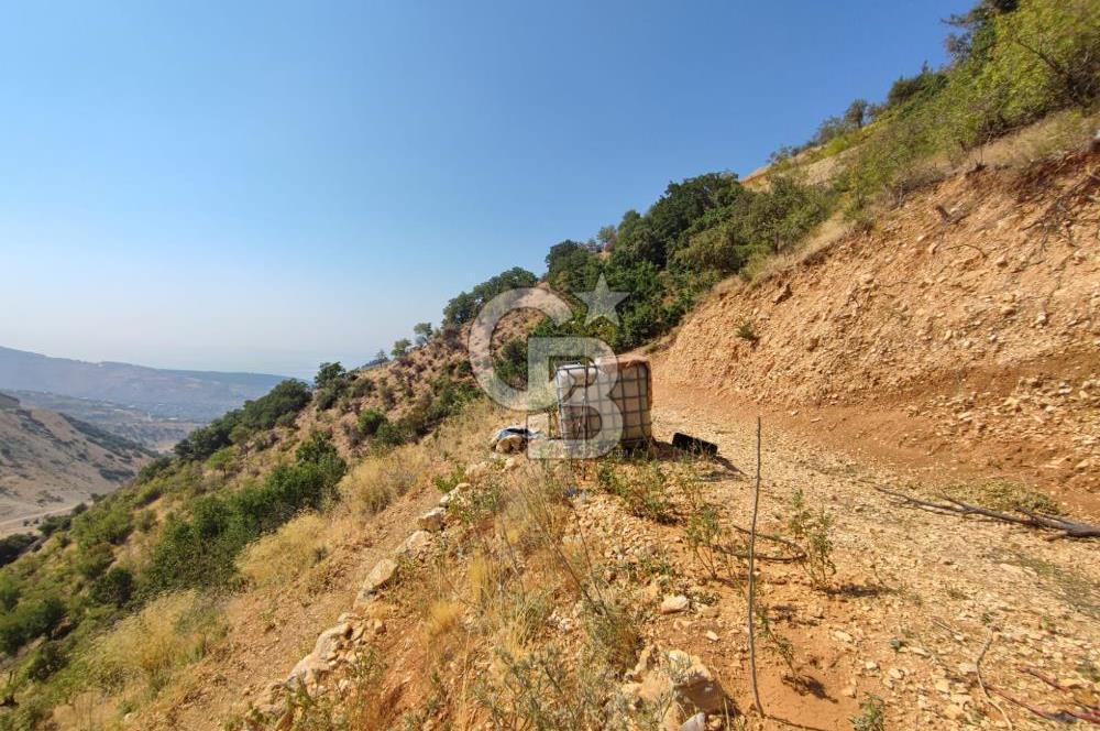 CB'DEN ŞEHİR MERKEZİNE YAKIN KANDILDA TEK TAPULU SATILIK BAĞ