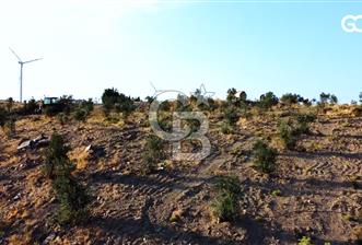 İZMİR KARABURUN 18 YILLIK 215 DÖNÜM 10.600 AĞAÇLI ZEYTİNLİK