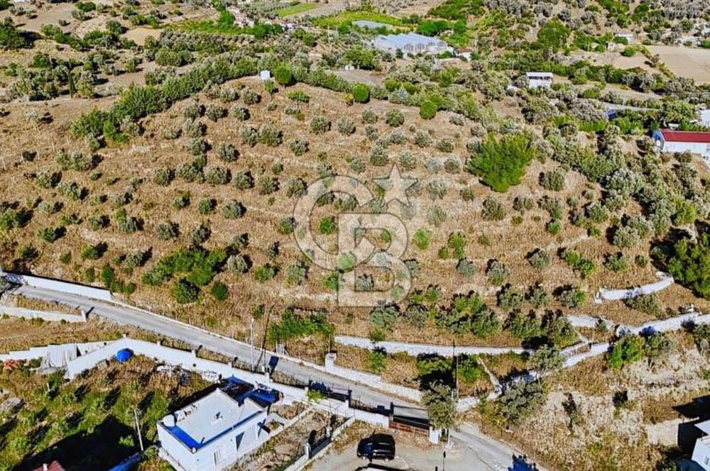 SEFERİHİSAR ORHANLI'DA KÖY İÇİ İMARLI SATILIK TARLALAR