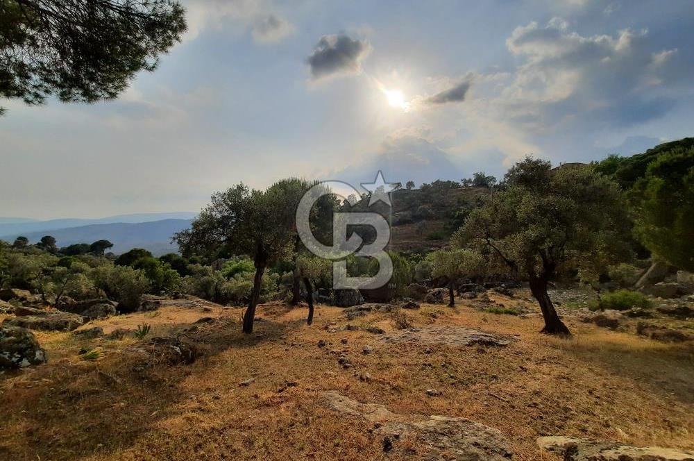 SARIKAYA MH. GÖKSEKİ  KÖYİÇİ SATILIK ZEYTİNLİK