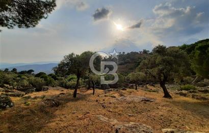 SARIKAYA MH. GÖKSEKİ  KÖYİÇİ SATILIK ZEYTİNLİK