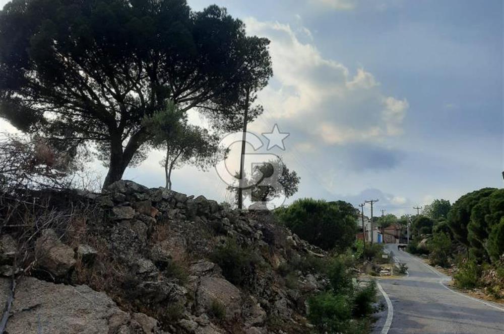 SARIKAYA MH. GÖKSEKİ  KÖYİÇİ SATILIK ZEYTİNLİK