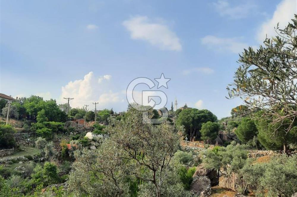 SARIKAYA MH. GÖKSEKİ  KÖYİÇİ SATILIK ZEYTİNLİK