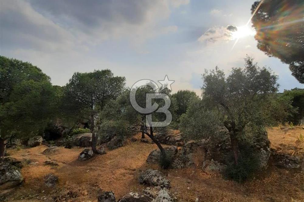SARIKAYA MH. GÖKSEKİ  KÖYİÇİ SATILIK ZEYTİNLİK