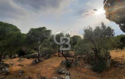 SARIKAYA MH. GÖKSEKİ  KÖYİÇİ SATILIK ZEYTİNLİK