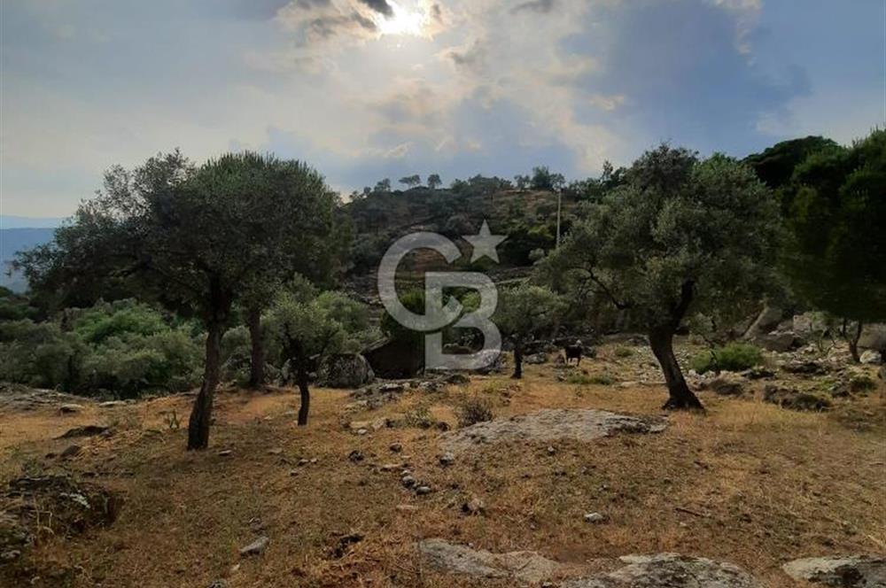 SARIKAYA MH. GÖKSEKİ  KÖYİÇİ SATILIK ZEYTİNLİK