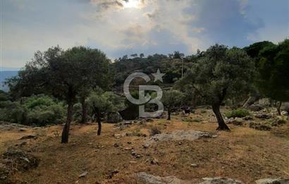 SARIKAYA MH. GÖKSEKİ  KÖYİÇİ SATILIK ZEYTİNLİK