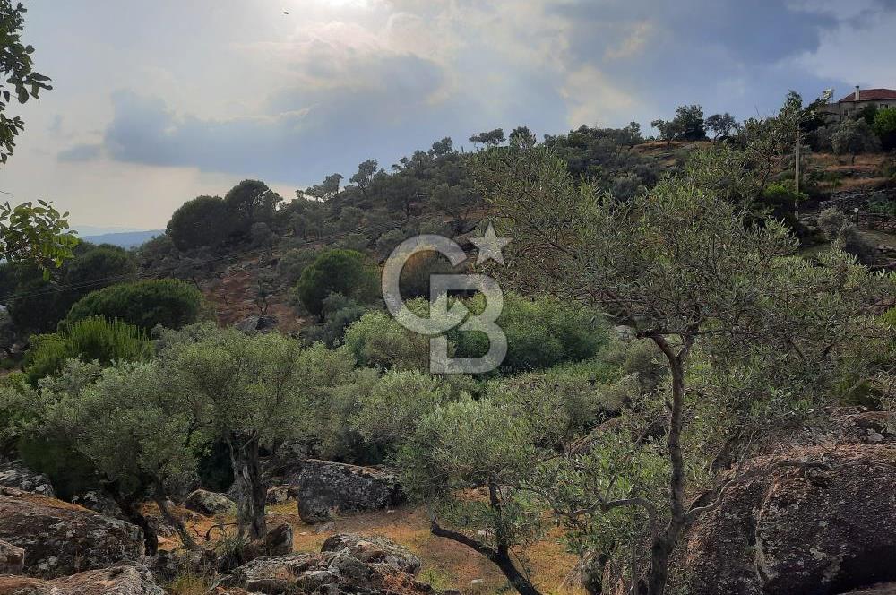 SARIKAYA MH. GÖKSEKİ  KÖYİÇİ SATILIK ZEYTİNLİK