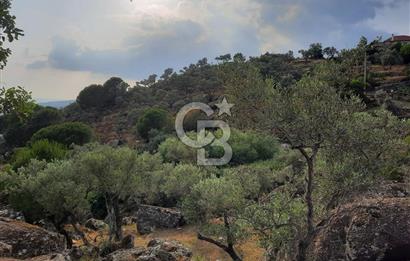 SARIKAYA MH. GÖKSEKİ  KÖYİÇİ SATILIK ZEYTİNLİK