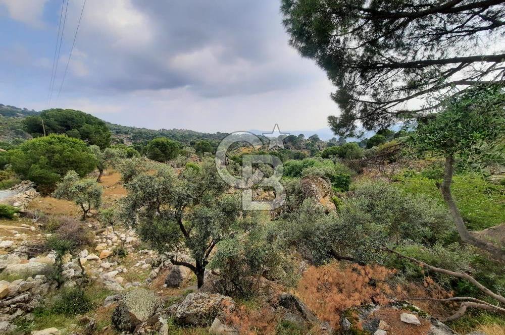 SARIKAYA MH. GÖKSEKİ  KÖYİÇİ SATILIK ZEYTİNLİK