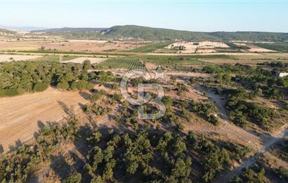 ECEABAT KABATEPEDE KADASTRAL YOLU OLAN 30 DÖNÜM TARLA