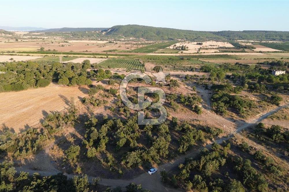 ECEABAT KABATEPEDE KADASTRAL YOLU OLAN 30 DÖNÜM TARLA