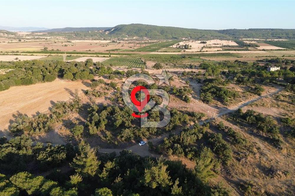 ECEABAT KABATEPEDE KADASTRAL YOLU OLAN 30 DÖNÜM TARLA