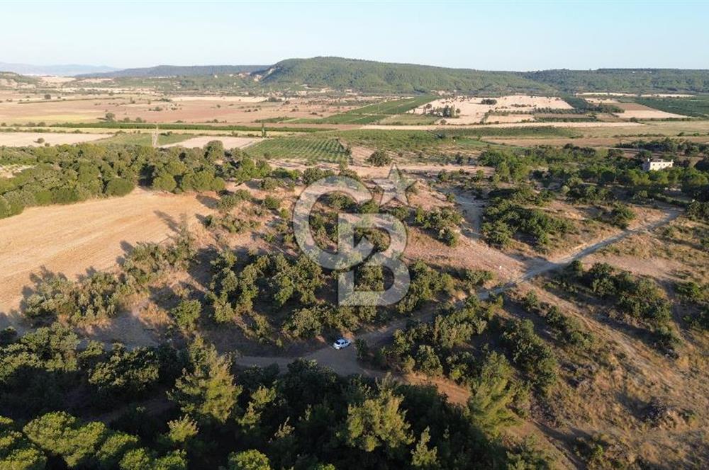 ECEABAT KABATEPEDE KADASTRAL YOLU OLAN 30 DÖNÜM TARLA