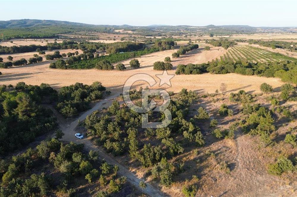 ECEABAT KABATEPEDE KADASTRAL YOLU OLAN 30 DÖNÜM TARLA