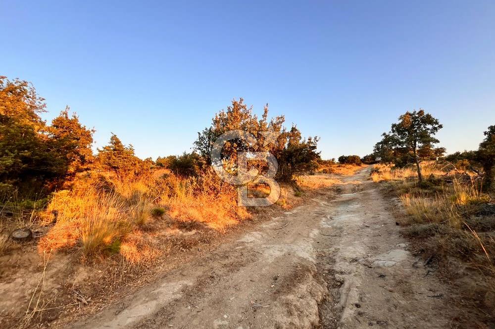 ECEABAT KABATEPEDE KADASTRAL YOLU OLAN 30 DÖNÜM TARLA