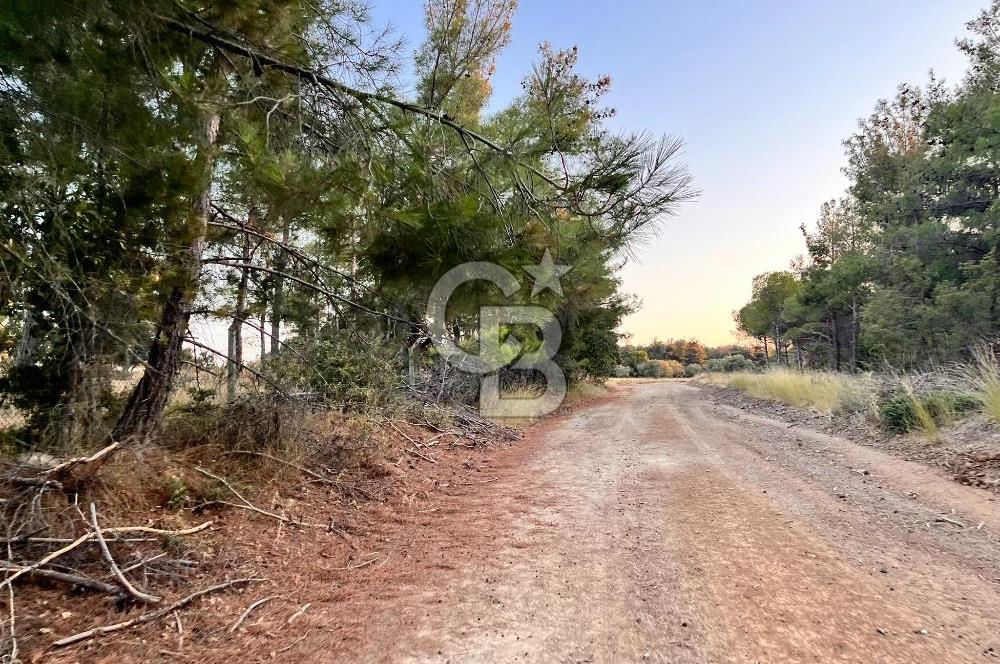 ECEABAT KABATEPEDE KADASTRAL YOLU OLAN 30 DÖNÜM TARLA