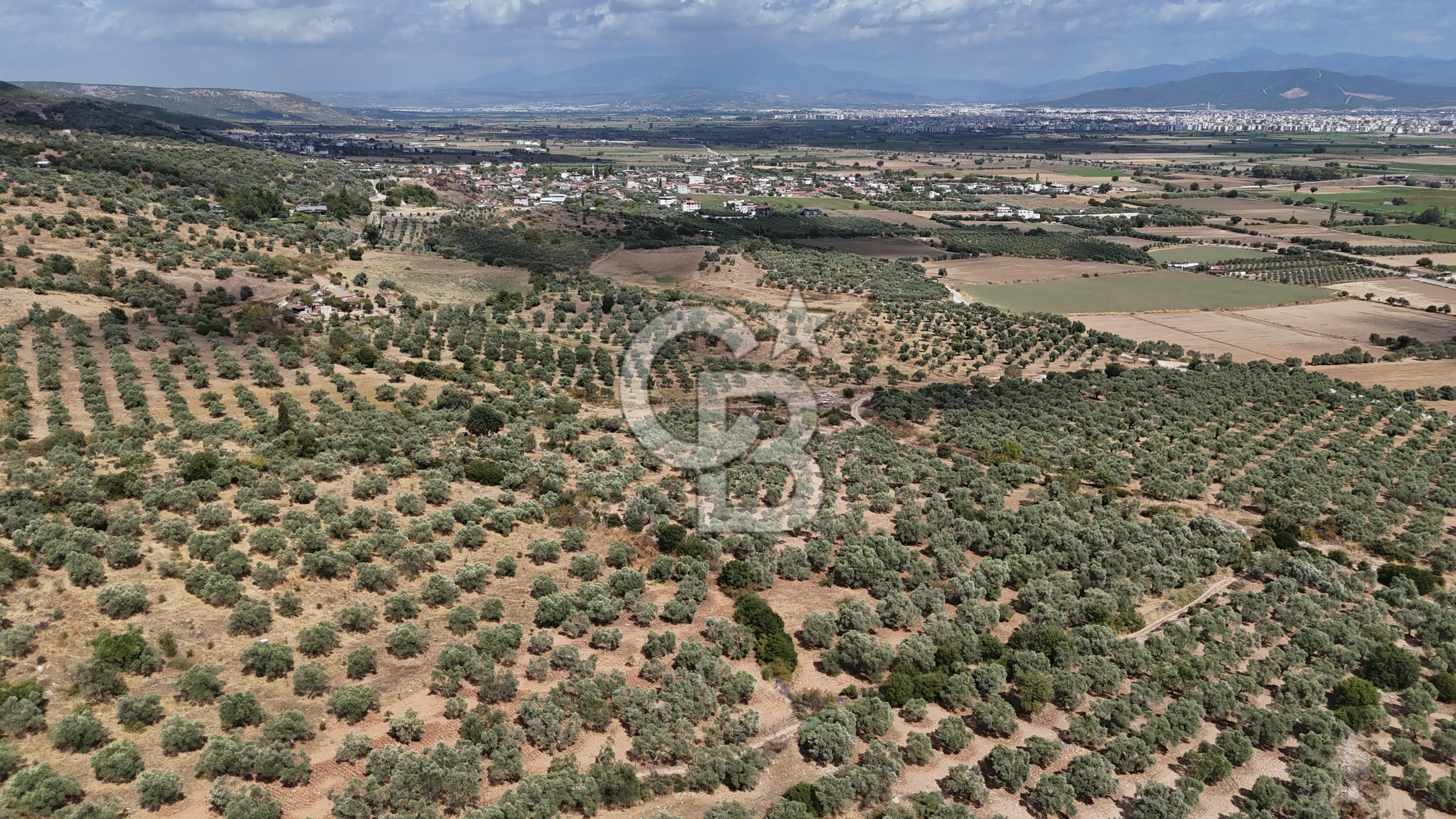 İzmir, Torbalı, Yeniköy Mah. 9.800 m2 Satılık Zeytinlik
