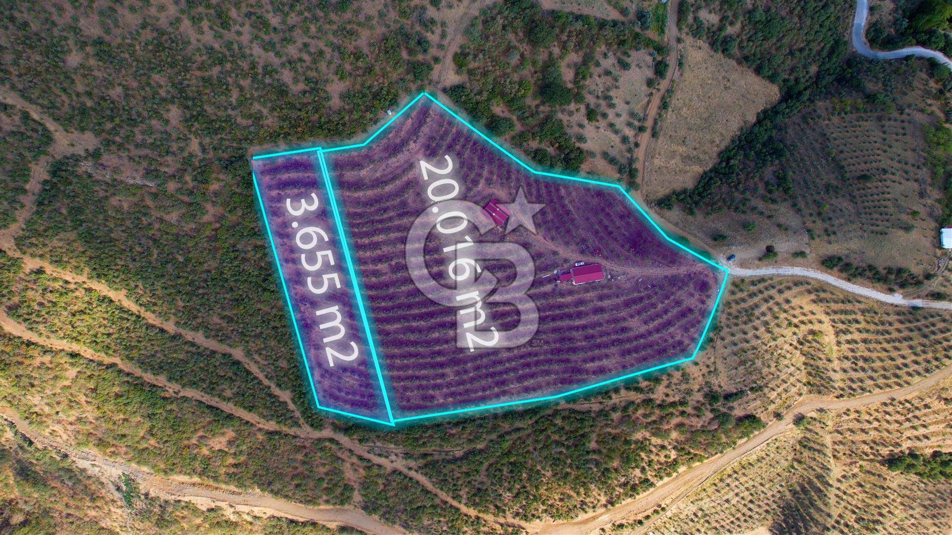 İZMİR ÖDEMİŞ SÜLEYMANLARDA 20000 M2 CEVİZ VE ZEYTİNLİ TARLA