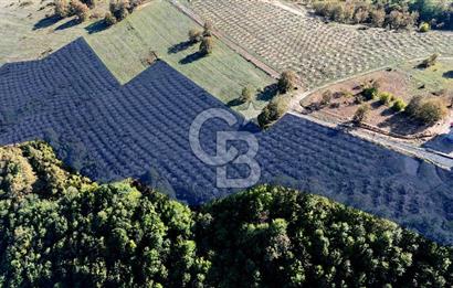 İlkadım Akgöl’de Köy İçi İmarlı 28220 m2 Satılık Tarla 