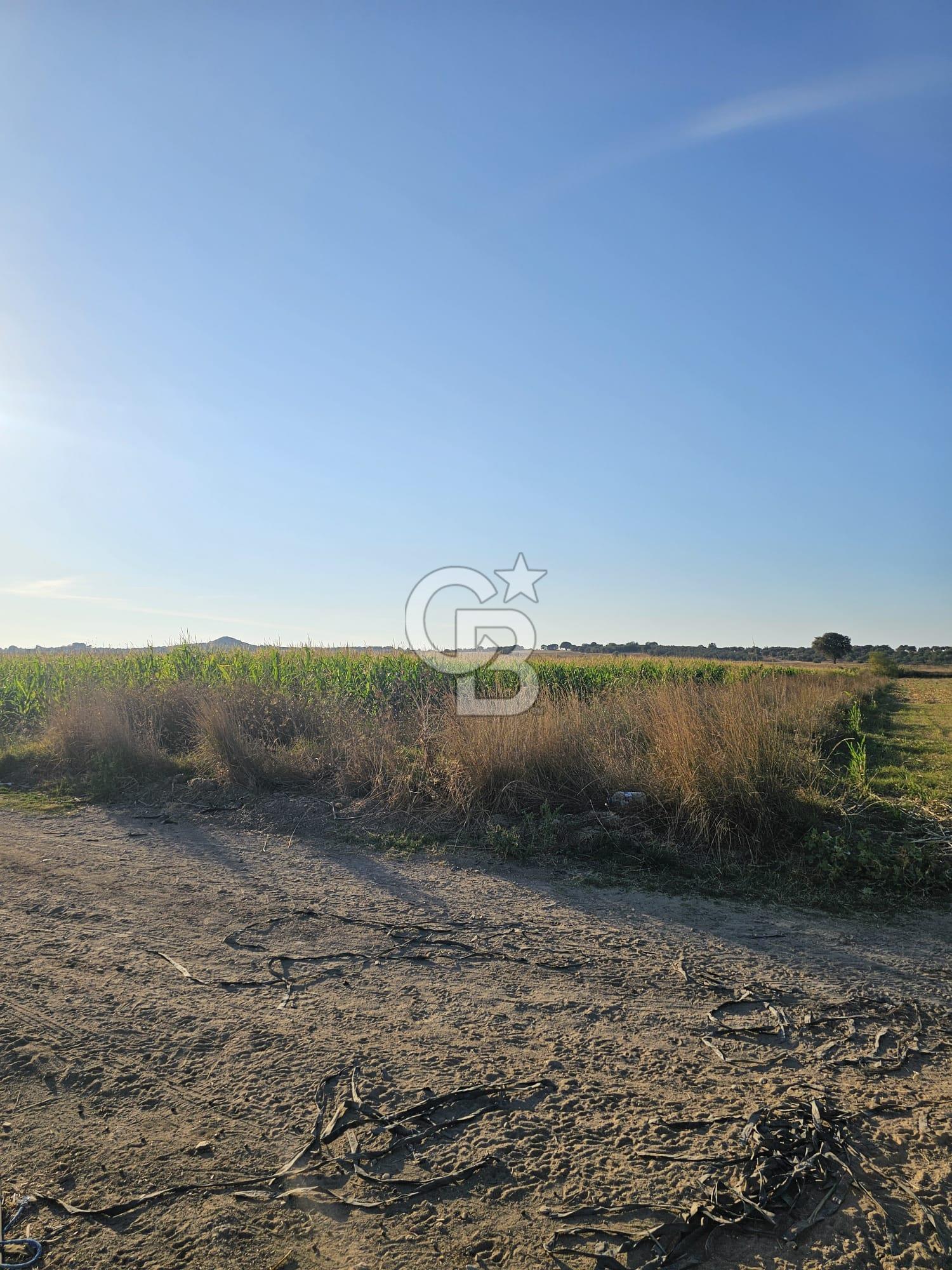 EZİNE ÜVECİK KÖYÜNDE KADASTROL YOLA CEPHE SATILIK TARLA