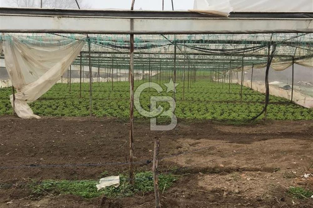CB CITY' DEN BİLECİK SÖĞÜT HAMİTABAT SATILIK SERA