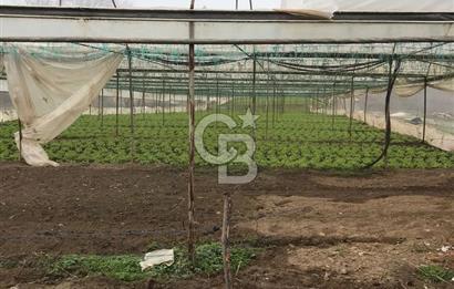 CB CITY' DEN BİLECİK SÖĞÜT HAMİTABAT SATILIK SERA