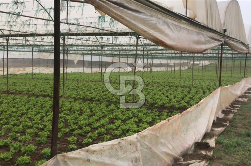 CB CITY' DEN BİLECİK SÖĞÜT HAMİTABAT SATILIK SERA
