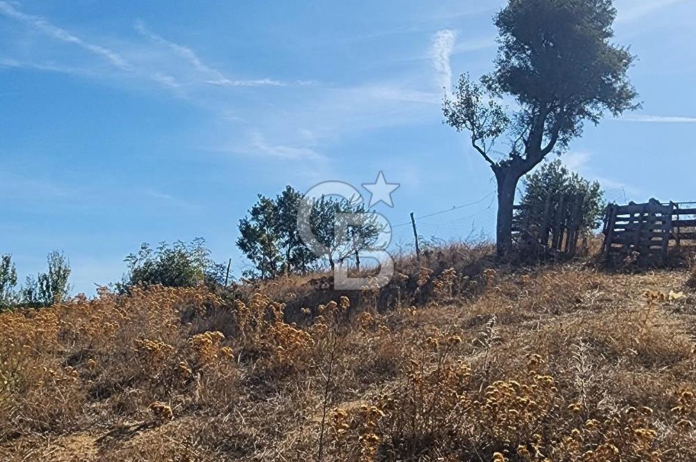 Çanakkale Çan Bardakçılar Köyü Satılık 16.500 M2 Arazi