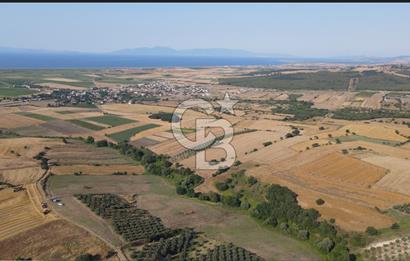 Çanakkale Biga Güvemalan Satılık 33.000 M2 Arazi