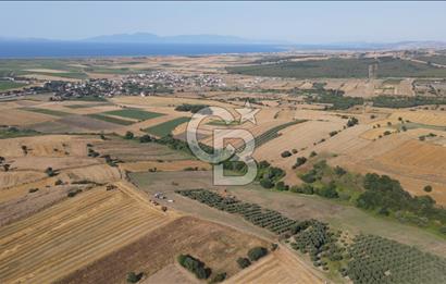 Çanakkale Biga Güvemalan Satılık 33.000 M2 Arazi