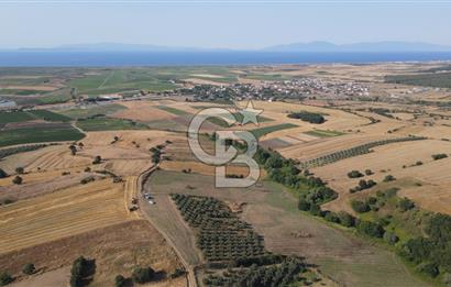 Çanakkale Biga Güvemalan Satılık 33.000 M2 Arazi