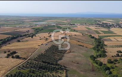 Çanakkale Biga Güvemalan Satılık 33.000 M2 Arazi