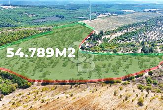 Çanakkale İntepe Köyünde 54 Dönüm Zeytinlik !