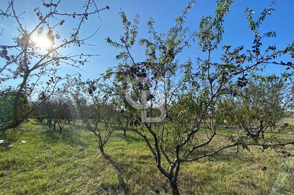 Edirne Merkez Tayakadın’da Satılık Tarla
