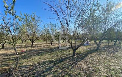 Edirne Merkez Tayakadın’da Satılık Tarla